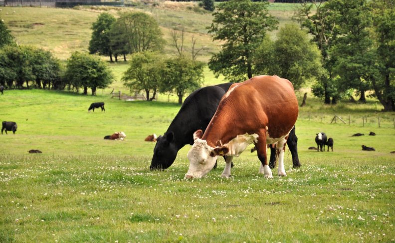 cows_grazing.jpg