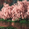 Beautiful Sakura Trees