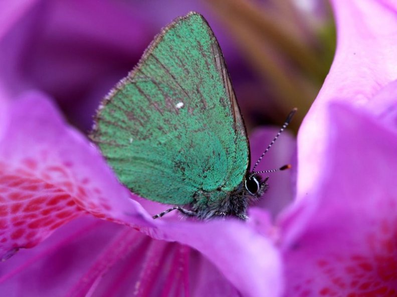Butterfly on rhododendron
