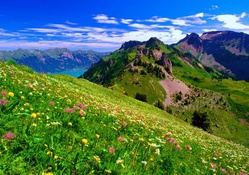 Flowers on mountain slope