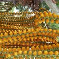 Buriti palm flower