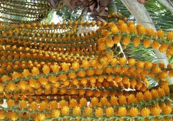 Buriti palm flower