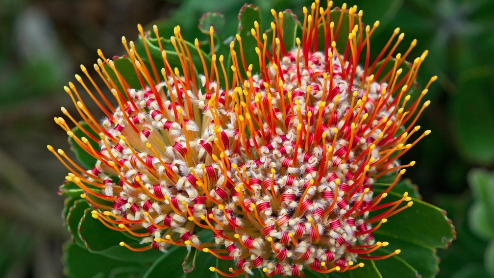 South African Flower