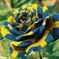 Yellow Blue Rose