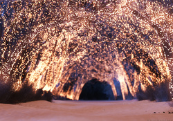 Lighted Winter Trees