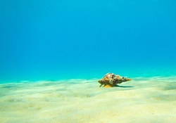 Triton Mollusk on Sandy Seabed