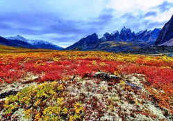 Fall Colors On The Tundra, Yukon