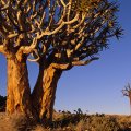 Trees of South Africa