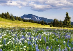 Wildflowers in field in British Columbia, Canada