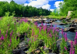 Lupins between the river rocks
