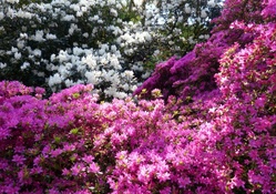 Pink and White Rhododendrons