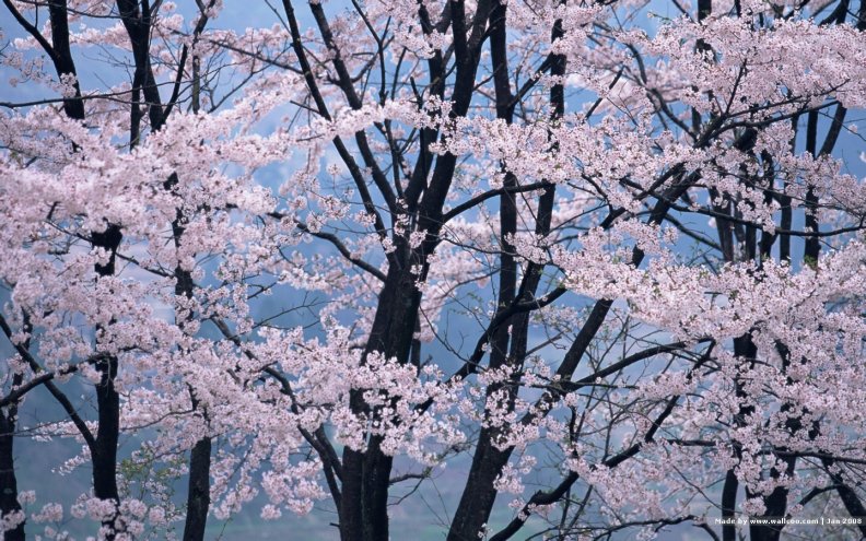 japanese_cherry_blossom.jpg