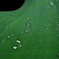 Waterdrops slide tulip leaf