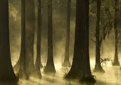 Cypress Mist Sunrise Trees