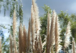 Ornamental Grass in the Breeze