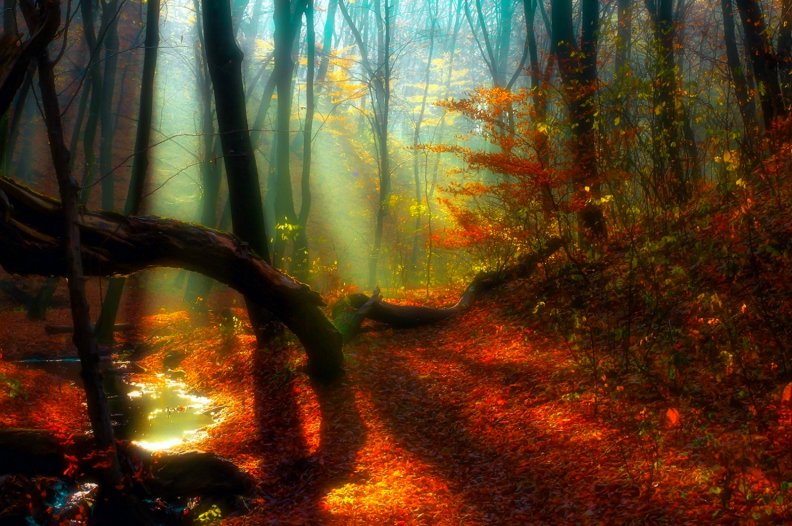 dreamy_forest.jpg