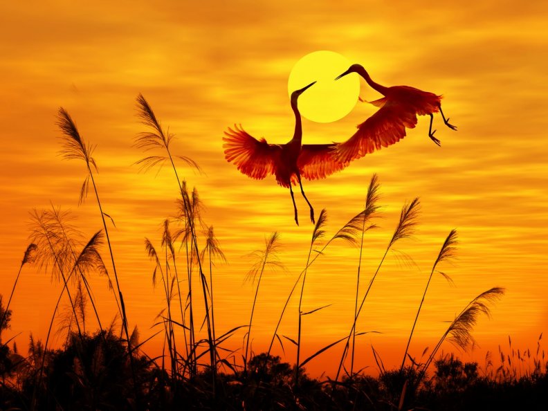 birds_at_sunset.jpg