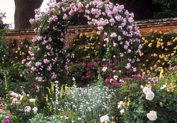 beautiful rose garden