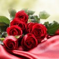 * Red roses *