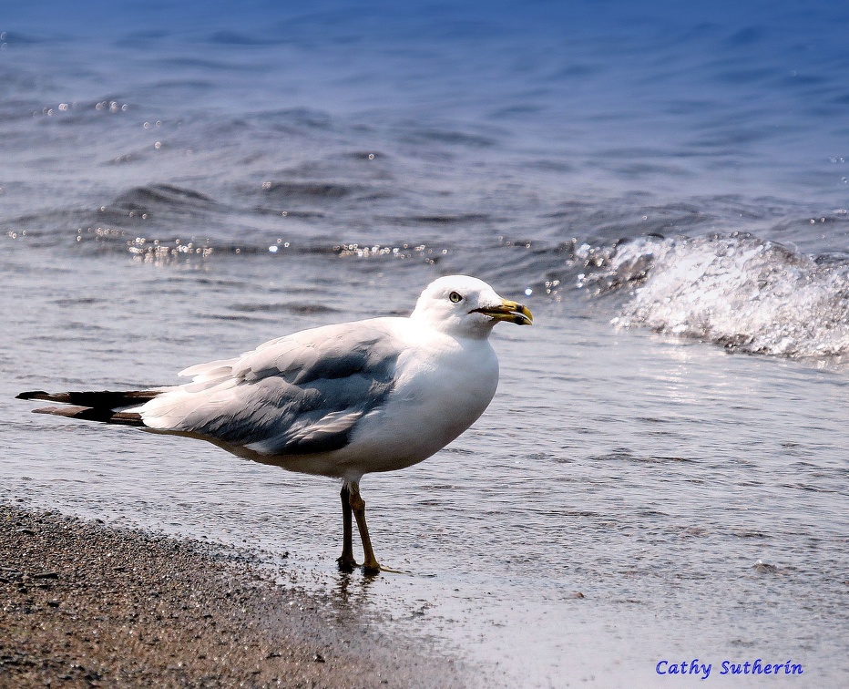 Seagull Says Summer