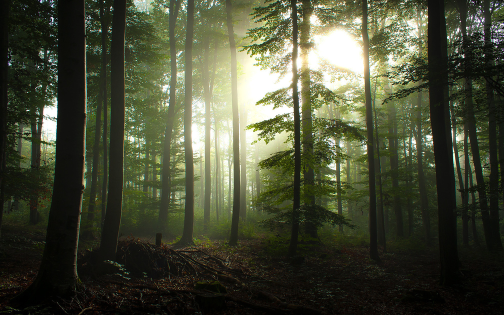 Morning Light in Forest