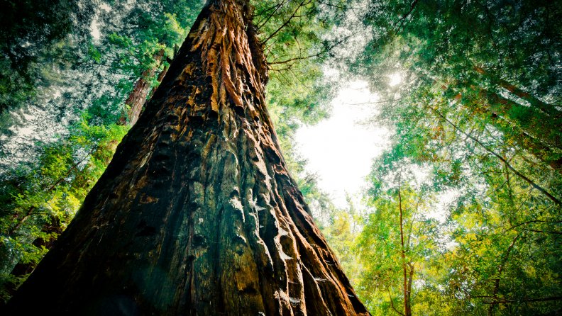 closeup of mighty redwood tree