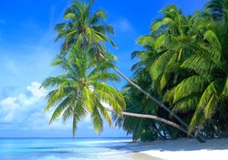 Tropical Beach In The Morning
