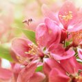 Apple blossom flowers