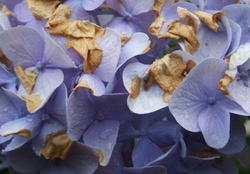 High Macro Purple Flowers
