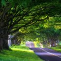 Tree_lined Road