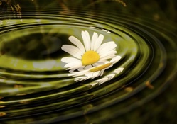 flower and water