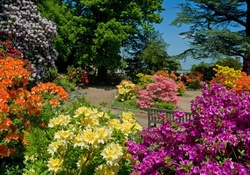 Azalea garden