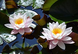 * Water lily *