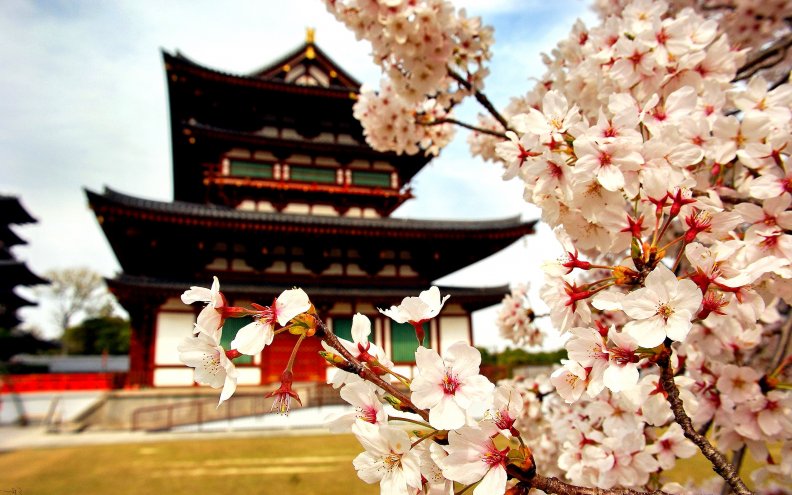 sakura_blossom_in_japan_temple.jpg