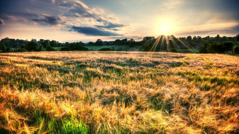 sun beams over wavy wheat fields hdr