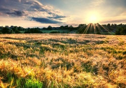 sun beams over wavy wheat fields hdr