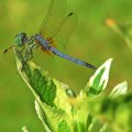 baby_dragonfly_hold_on_leaf.jpg