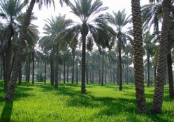Date Palms Fields