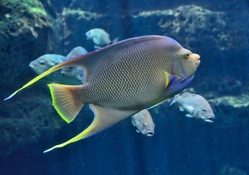 Tropical Saltwater Fish