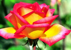 BEAUTIFUL ROSE