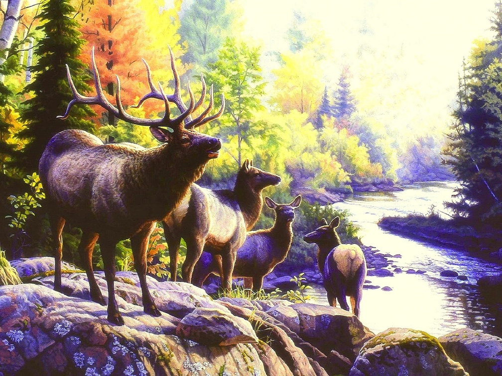 River Walk Elk