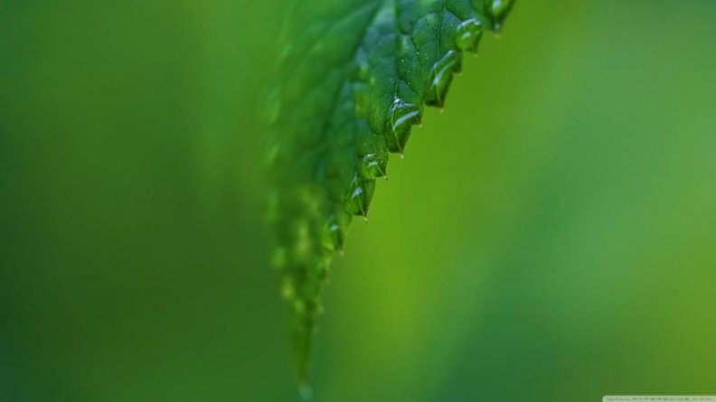 raindrops_on_a_green_leaf.jpg