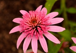 Macro Pink Blossom