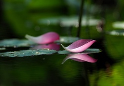 Lotus Petals