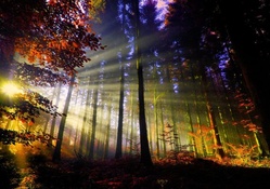magical sunbeams through an autumn forest