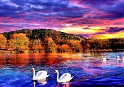 SWANS AT LAKE SUNSET