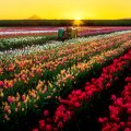 Tulips field at sunrise