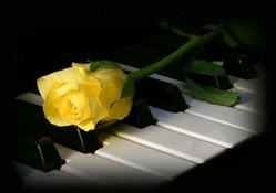 yellow rose on piano
