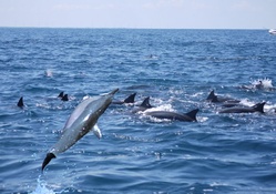 Spinner Dolphins 1