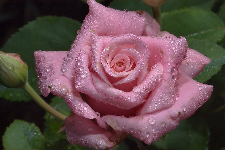 water_droplet_pink_rose.jpg